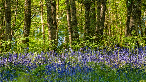woodland_small